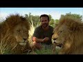 Lion Release - Lions on the Move 2/2 - Go Wild