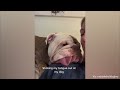 Like Owner Like Dog -  Funny Dogs and Owners Moments