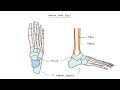 Anatomy of the Skeleton