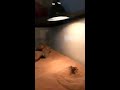 Beardie vs trantula.....