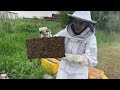 Installing Bees On The Homestead