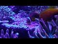 Clownfish Spawning