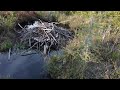 Beaver caught by drone