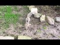Mom squirrel attacked by her baby
