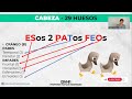 🦴 206 HUESOS del CUERPO HUMANO (Fácil de Aprender) | Anatomía