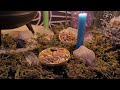 Ostara Altar Tour | Blessed Ostara | Spring Equinox | Blessings | Witch Altar Spell Rituals