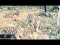 Group of tigers block the road of tourist vehicle. #NatureAndHeritage🐯. |Wildlife's| |Short's|