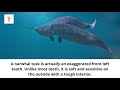 Amazing Interesting Fun Facts About Animals Part 2