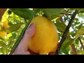 The Next Generation of GIANT Lemons of 2021!