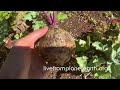 Turnip Harvest livefromplanetearth.org