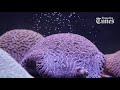 Grooved brain coral spawns in Florida laboratory