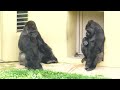 Gorilla girl reunited with her best friend after a long time｜Shabani Group