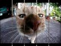 cats sniffing cameras