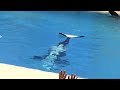One Ocean (Full Show) at SeaWorld San Diego on 6-24-16