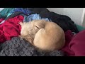 Shih-Tzu wakes up from sleep