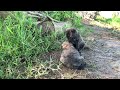 Little Dog 🐶 in my village #dogs #family #farming