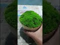 moss collection #moss moss decorate in small pot