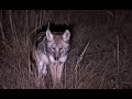 Farmer Uses inferredThermal to Protect Cattlefrom 65 bad Coyotes #viralvideo #shorts #part2