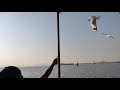 The Albatross of the Arabian sea towards Elephanta Island in Navi Mumbai.