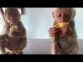 Full 7 days -mother died in the forest.Help baby monkey from hunter.Lovely and poor baby monkey