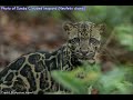 Sunda clouded leopard (Neofelis diardi)