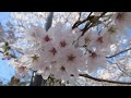 ぶらり花探し～桜巡り動画～　４月の福島県浜通りの桜