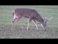 Buck Munching On WHEAT!!!