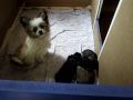 Poppy met de pups