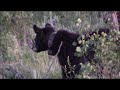 Mother black bear saves her cubs from male