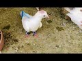 Aj hamara ghr new mehman aya ❤️(Seli short reels) #ytshorts #birds #pigeion #supportme #viralvideo