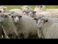 Million of sheep raised happily in Australia and New Zealand - Raising Harvesting