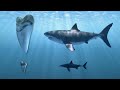 Rise of the Great White Shark | 4K |