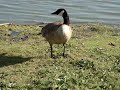 Canadian Goose Hanging Out