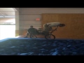 BMX 360 Flip Camp Woodward: Kamp Kenan