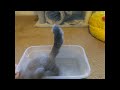 Peanut Squirrel taking pleasure  showering with Chinchillas dust.