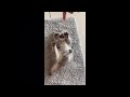 😂 Funniest Cats and Dogs Videos 😺🐶 || 🥰😹 Hilarious Animal Compilation №367
