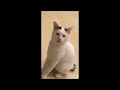 Funniest Cat Videos in The World😹Funny Cat Videos Compilation😺 Funny Cat Videos Try Not To Laugh #75