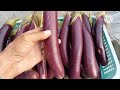 How To Grow Eggplant From Seeds To Harvest | Phan Đức #199