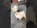 For Sale: Pomeranian Puppies