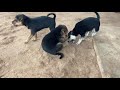 Enjoy for video challenge The stray dog🐶, lovely dog puppies #0006