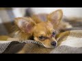 Baby Animals 4K - Lovely and Happy Melodies of Little Animals On Earth