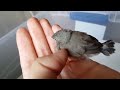 Baby Finch Cuddling