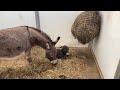 Adorable Mini Donkey Is Born!