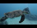 Diving in Palau