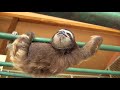 Baby Sloth learns to climb