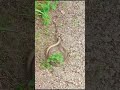 #snake_video  #tranding #shortvideo #reels  #snake_jot