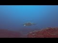 Turtle fly by at Nurse Rock Mooloolaba with Sunreef