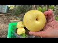 How to growing pears tree from pears is extremely simple and unique get the fastest fruit