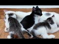 Kittens fighting - mother cat punishes her kittens