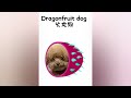 You Laugh You Lose😹Funniest Dogs and Cats 2024😻🐶